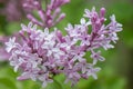 Meyers Lilac Syringa meyeri Palibin, pink flower panicle in close-up Royalty Free Stock Photo